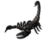 King's Scorpion 3 Pic