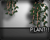 A- Hanging Plant