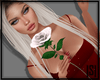 |S| White Rose 2x Pose