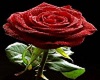 Red Rose Of Love
