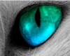 Wolf Eye