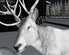 Winter Deer ♠