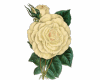 6v3| White Rose