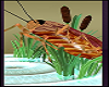 Singing Bug in swamp