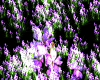Flower particle DJ LIGHT