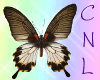 [CNL]Filler butterfly 6