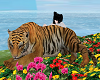 [FQ]Tiger Cuddle ❤