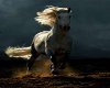 horse in wind PICTURE