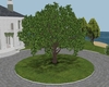 Lakeland Tree