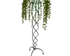 MADDUX PLANT