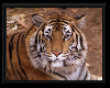 HB* Bengal Tiger Artwork