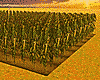 Plot Corn Plantation