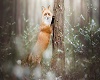 Fox Standing at Tree BG