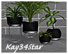 Modern Assorted Plants