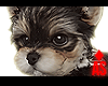 Adopt a Yorki 7