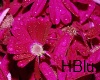 Request Photo