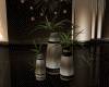 :YL:LuCa Plants