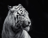 white tiger picture