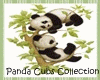 Panda Cubs Picture