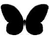 Black Butterflys