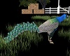 IMI animated peacock