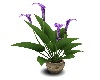 DeRoman Purple Lilies