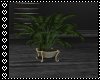 Luxery Plant