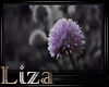 L-Lilac Flower-Annalisa