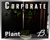 *B* Corporate Ficus Tree