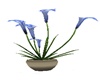 CANA LILLY BLUE