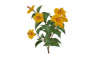 Hibiskus yellow