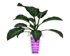 R - Lavender Plant