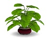 Plante 3