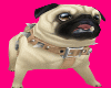 Fawn Scooter the Pug