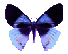 Blue butterfly sticker
