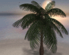 Ap. Palm Tree real