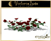 Red Roses Plants 2