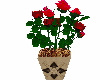 Red roses in pot