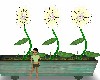 Flowers Dance Animat