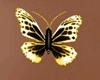 LOKAA*Butterfly Animated