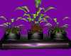 Plant Trio