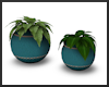 Teal Pots / Plants ~