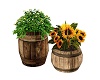 COUNTRY SUNFLOWER PLANTE