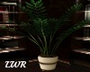 LWR}Darla:Potted Plant