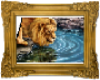 lion drinking water rug