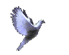 Flying White Dove