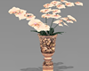 Orchid Flower In Vase