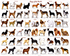 [HG]Cuadro perros