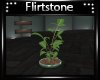 Inifity Plant