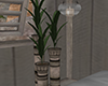 LC|  Small Palm Plants